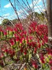 Combretum coccineum
