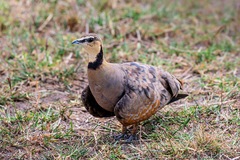 Pterocles gutturalis