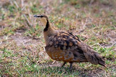 Pterocles gutturalis