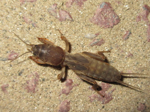 Oriental Mole Cricket
