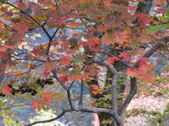 Acer japonicum