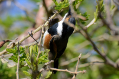 Batis capensis