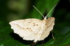 Ischalis variabilis