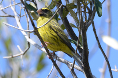 Crithagra scotops umbrosa