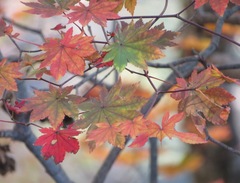 Acer japonicum