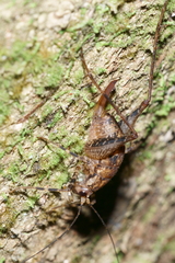 Pleioplectron hudsoni