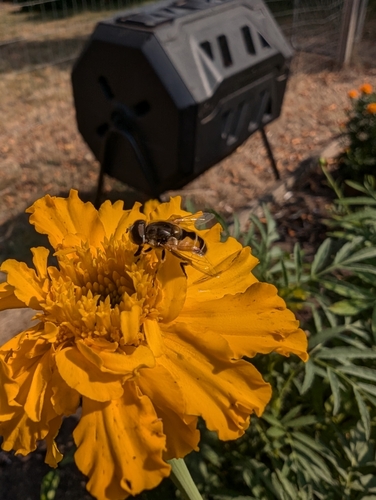 Unknown species found near Springfield, OR 97477, USA