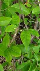Tabernaemontana coffeoides