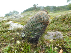 Coryphantha cornifera