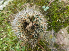 Coryphantha cornifera