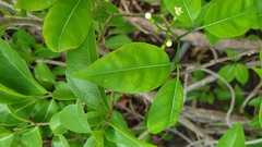 Tabernaemontana coffeoides