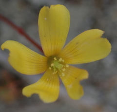Oxalis rubens