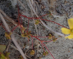 Oxalis rubens