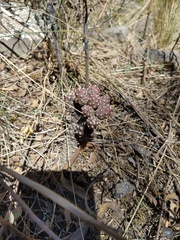 Tephrocactus verschaffeltii