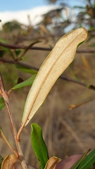 Acridocarpus excelsus image