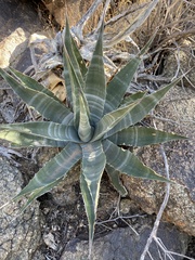 Agave simplex