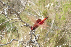 Tramea stenoloba