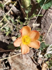 Modiolastrum malvifolium