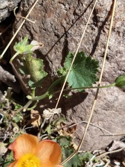 Modiolastrum malvifolium