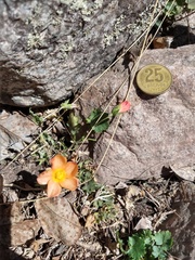 Modiolastrum malvifolium