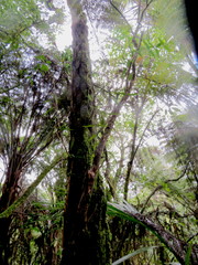 Cyathea medullaris