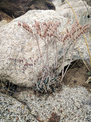 Dudleya saxosa