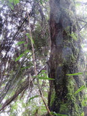Cyathea medullaris