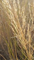 Aristida similis image