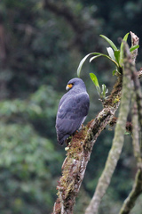 Morphnarchus princeps