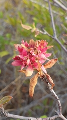 Carphalea