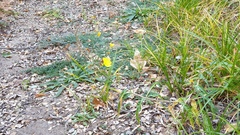 Oenothera elata hirsutissima