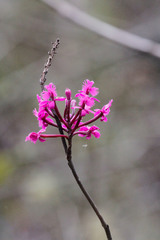 Epidendrum jamiesonis