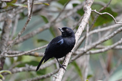 Diglossa lafresnayii