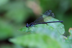 Argia indicatrix