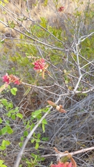 Carphalea