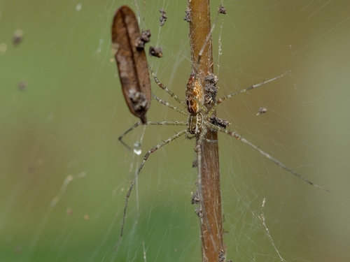 Architis tenuis