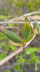 Carphalea