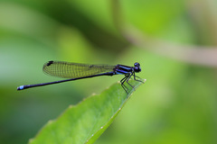 Argia indicatrix