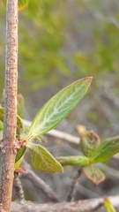 Carphalea