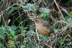 Grallaria quitensis