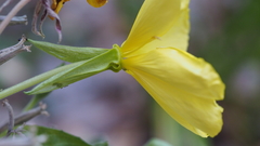Oenothera elata hirsutissima