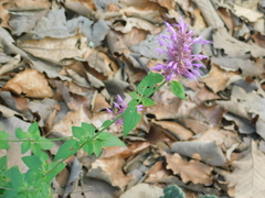 Agastache mexicana