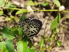 Castalius rosimon