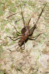 Pleioplectron hudsoni