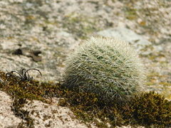 Mammillaria densispina