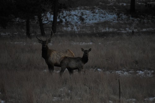 American Elk photographed in South Dakota