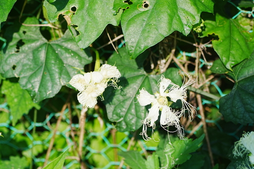 Trichosanthes kirilowii
