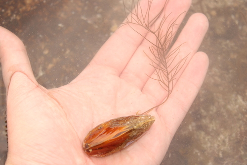Chordaria flagelliformis observed 2024-06-03