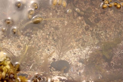 Chordaria flagelliformis observed 2024-06-03