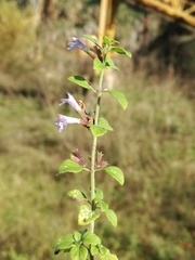 Clinopodium nepeta